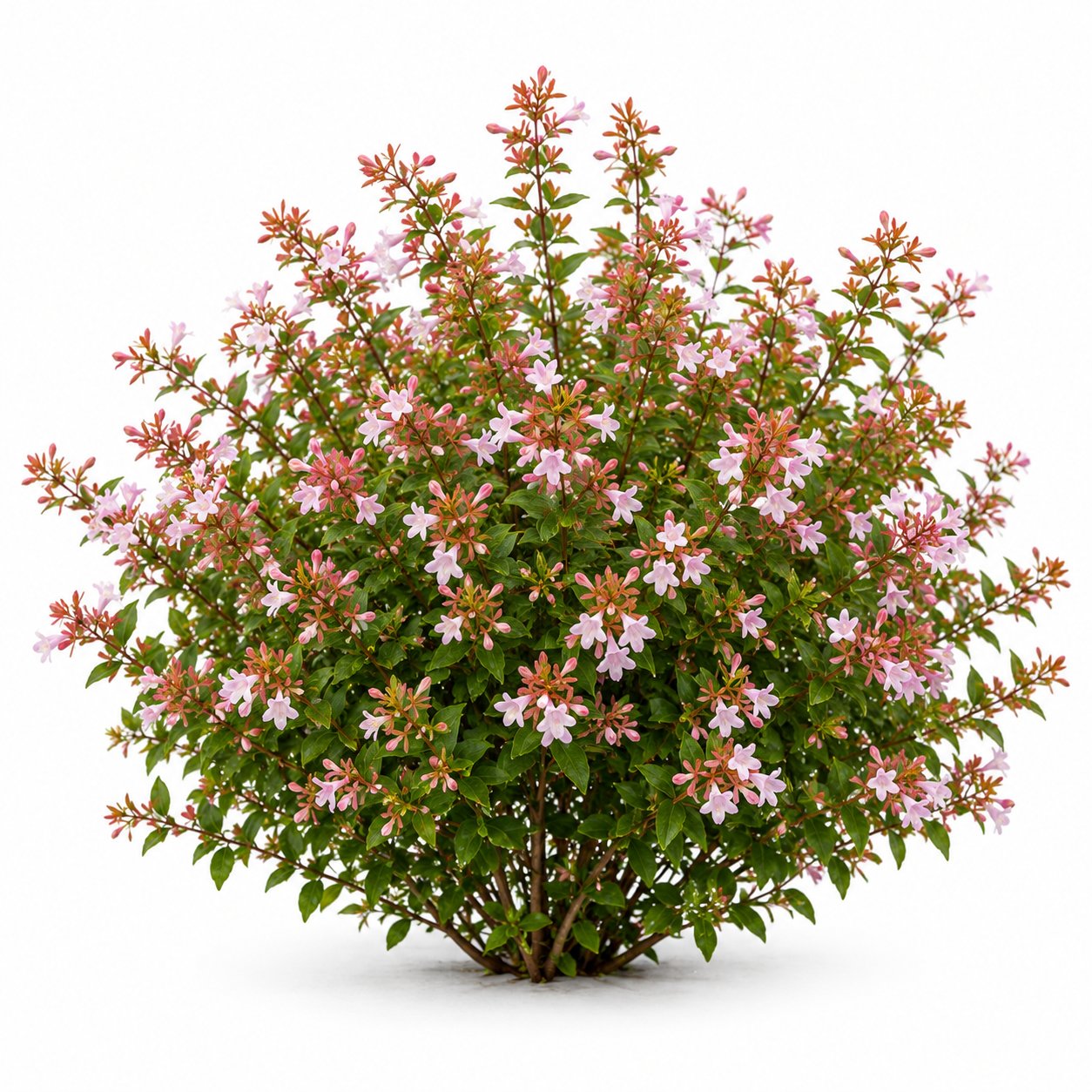 Abelia - Güzellik Çalısı