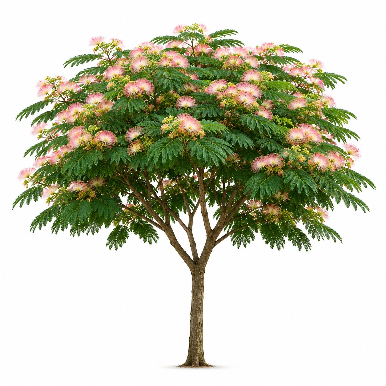 Albizia - Gülibrişim