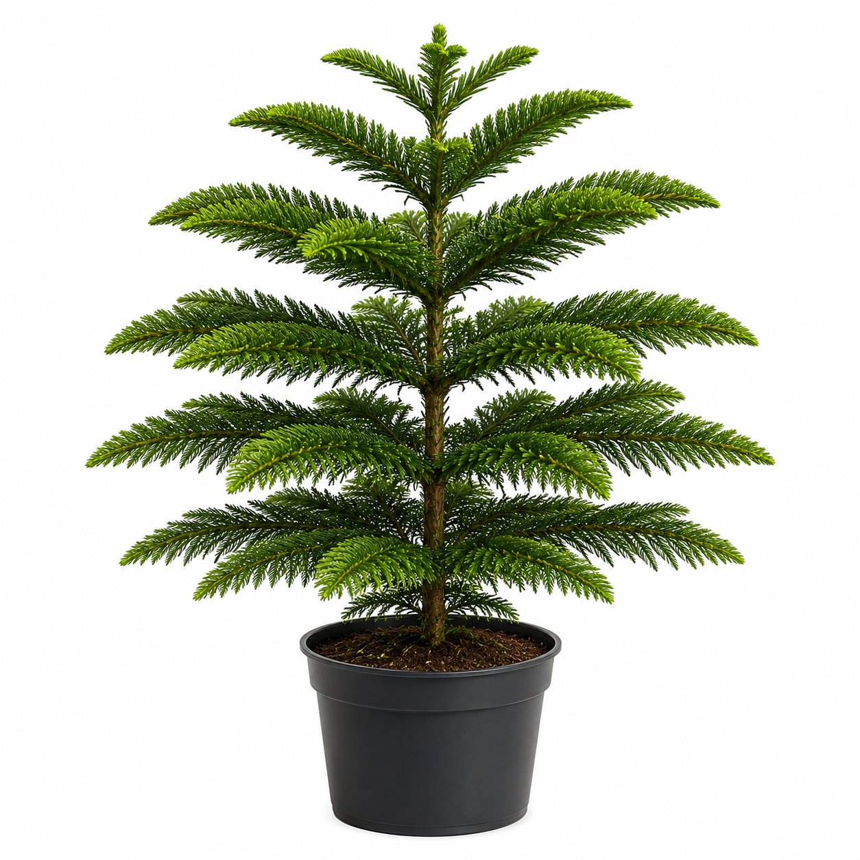 Araucaria - Salon Çamı