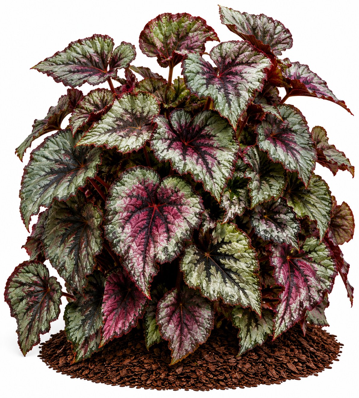 Begonia - Yaprak Begonya