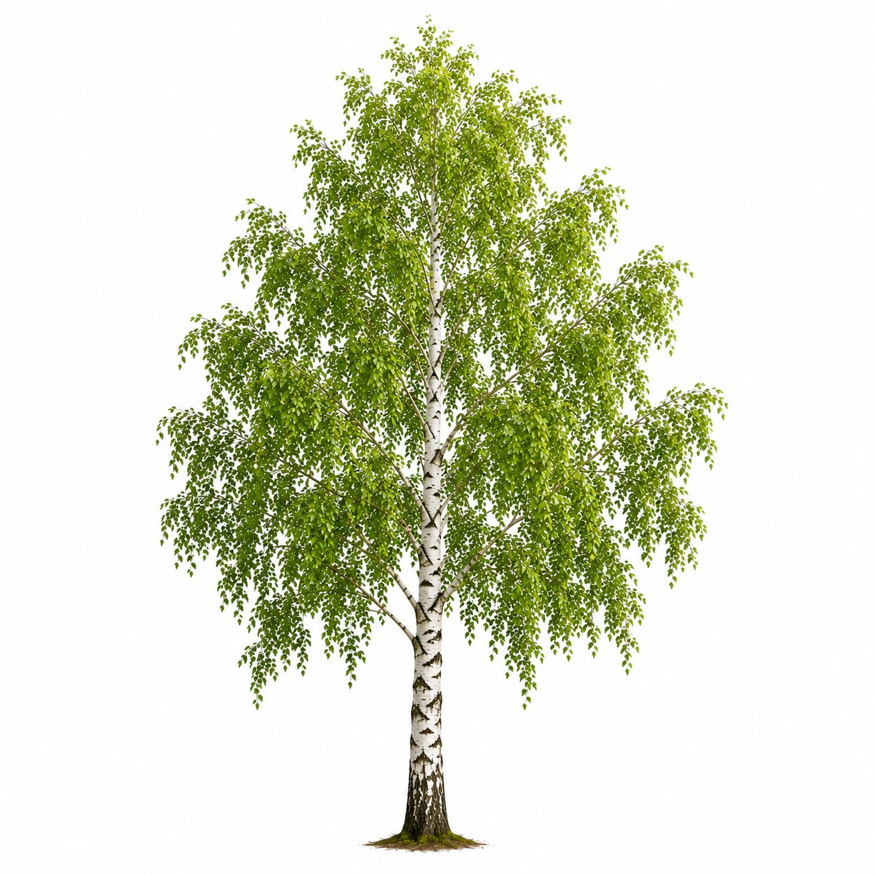 Betula - Huş