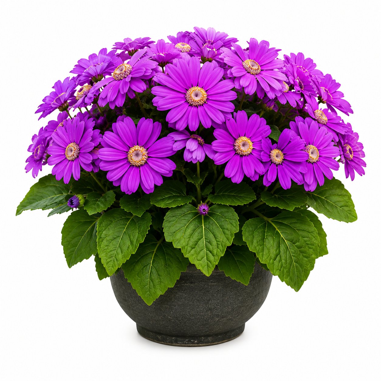 Cineraria - Sinerelya