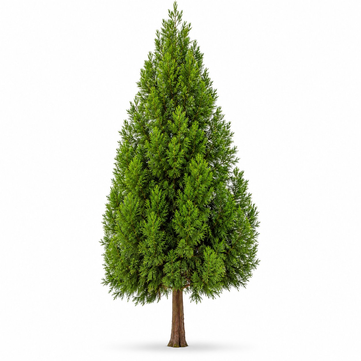 Cryptomeria - Kadife Çamı