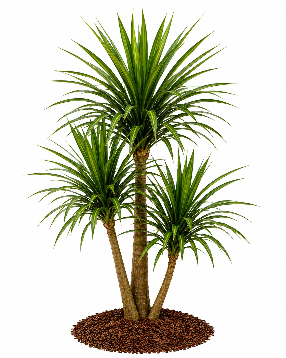 Dracaena - Dragon Ağacı