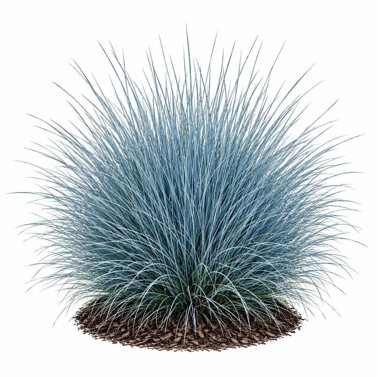 Festuca - Mavi Çim
