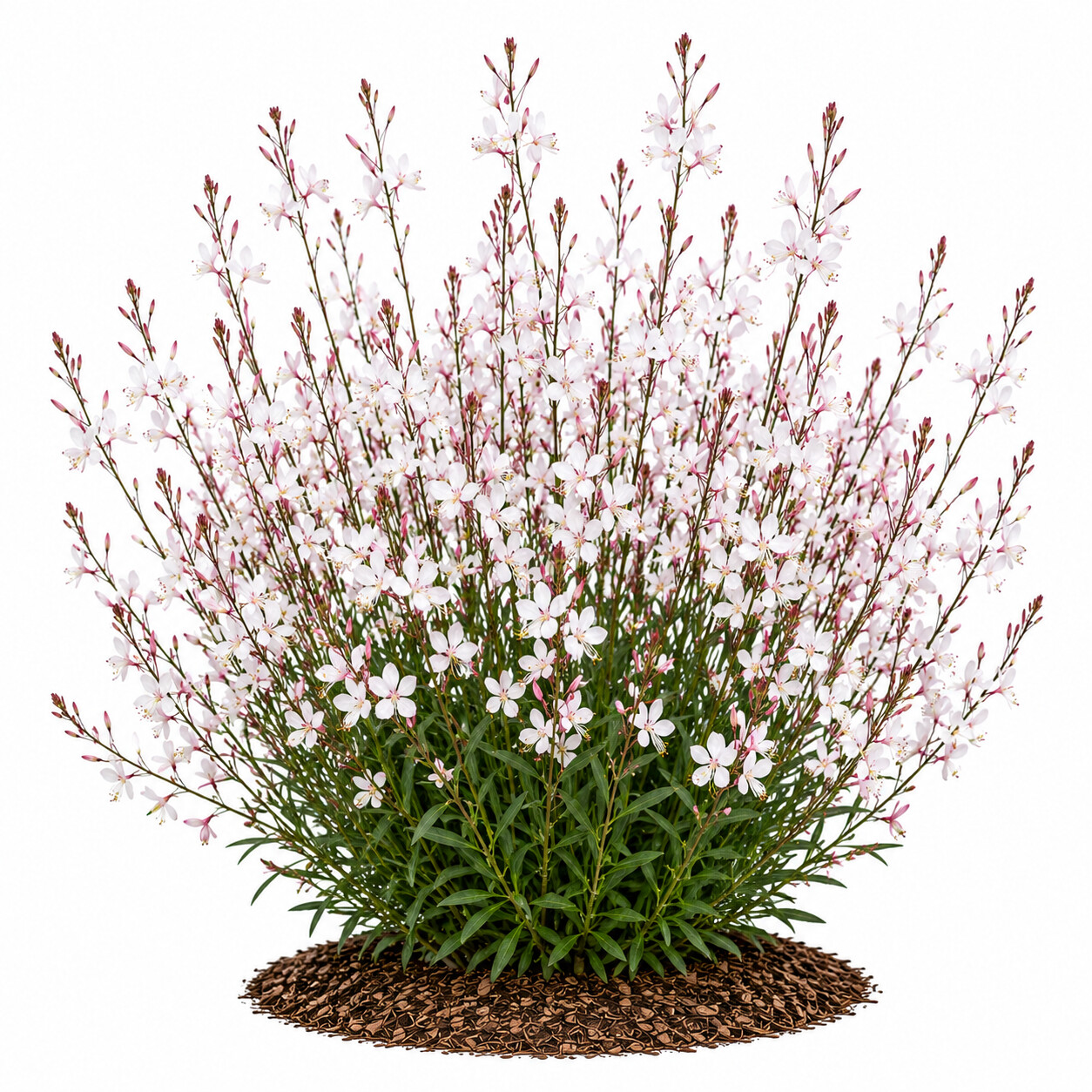 Gaura - Gavura Çalısı