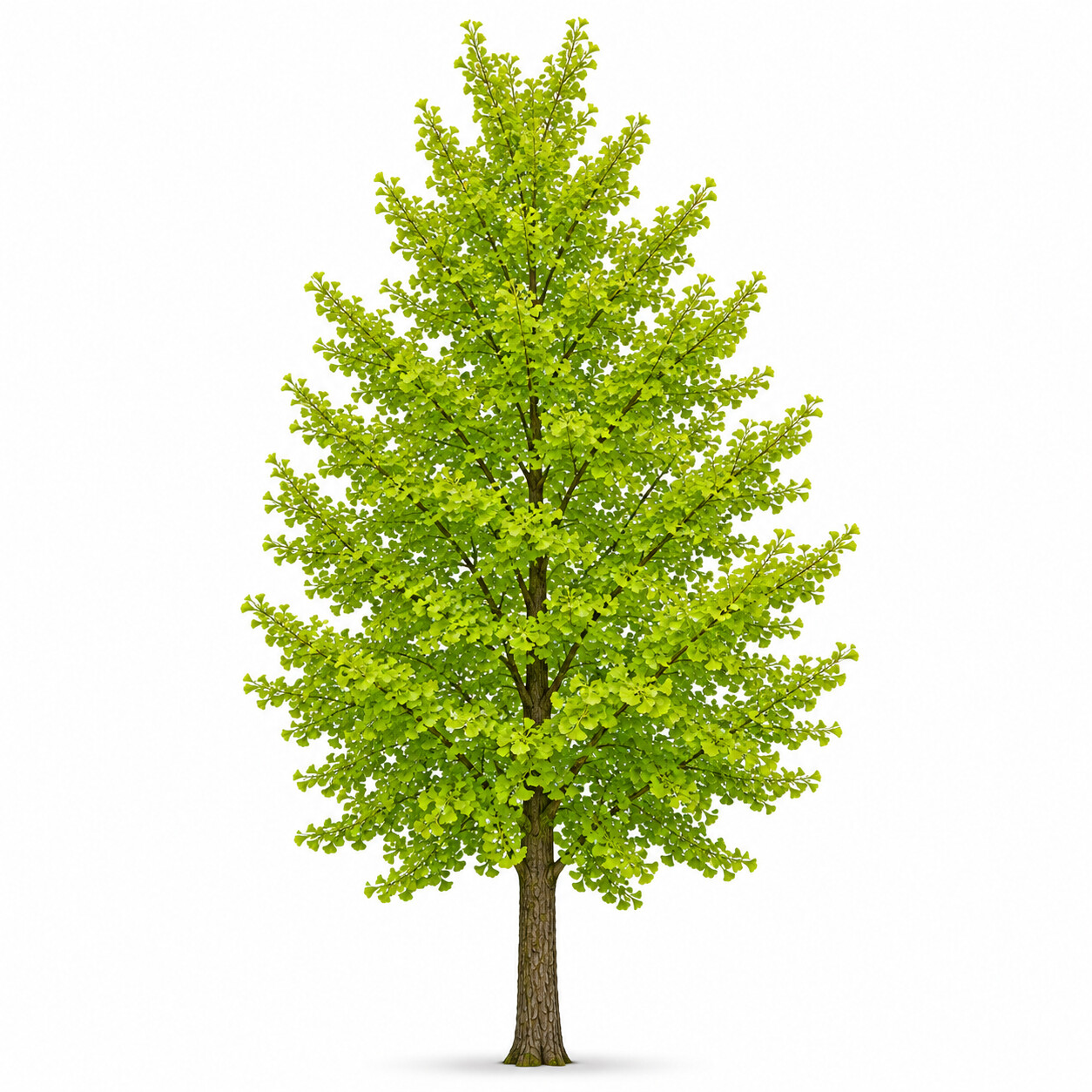 Ginkgo - Mabet Ağacı