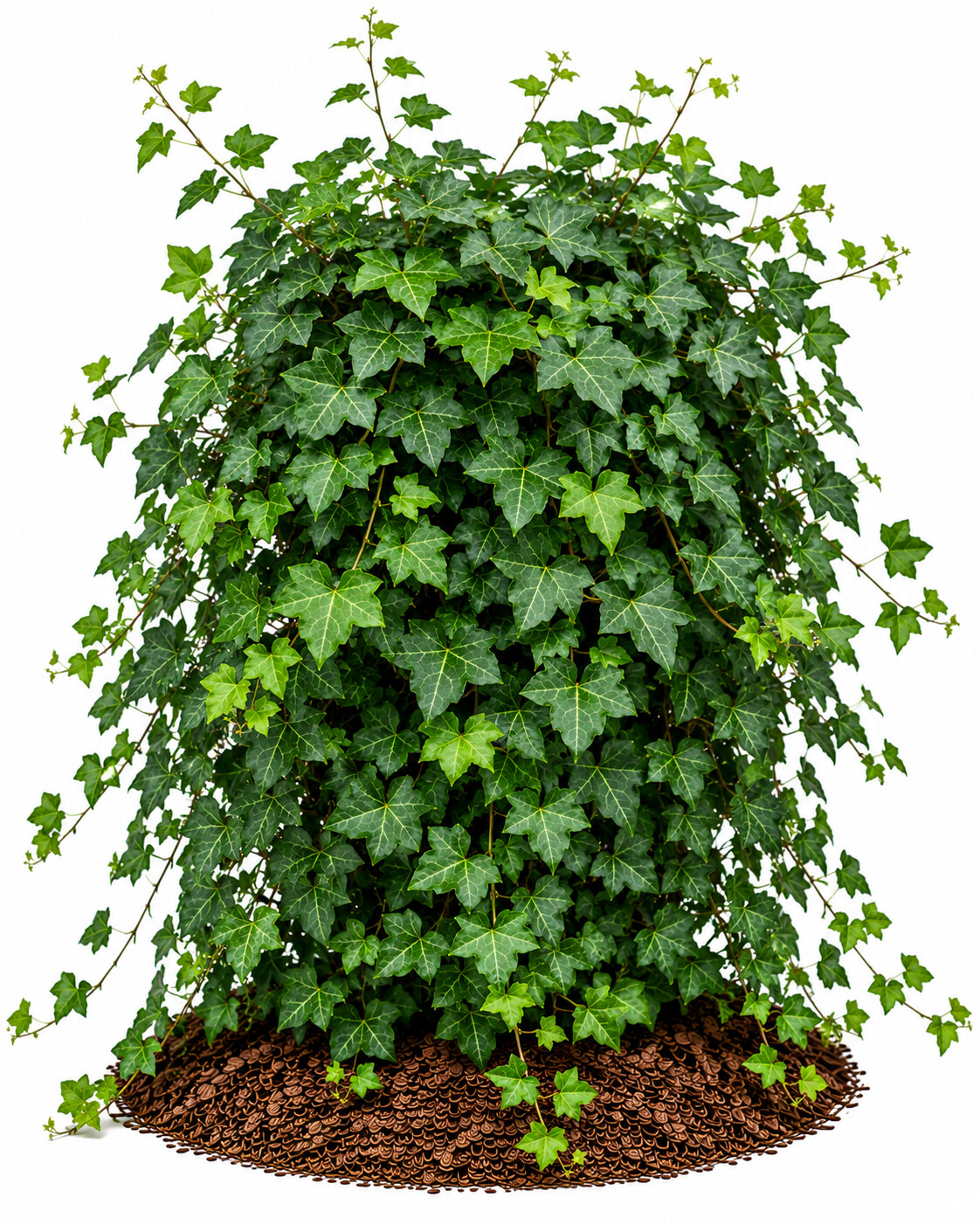 Hedera - Orman Sarmaşığı