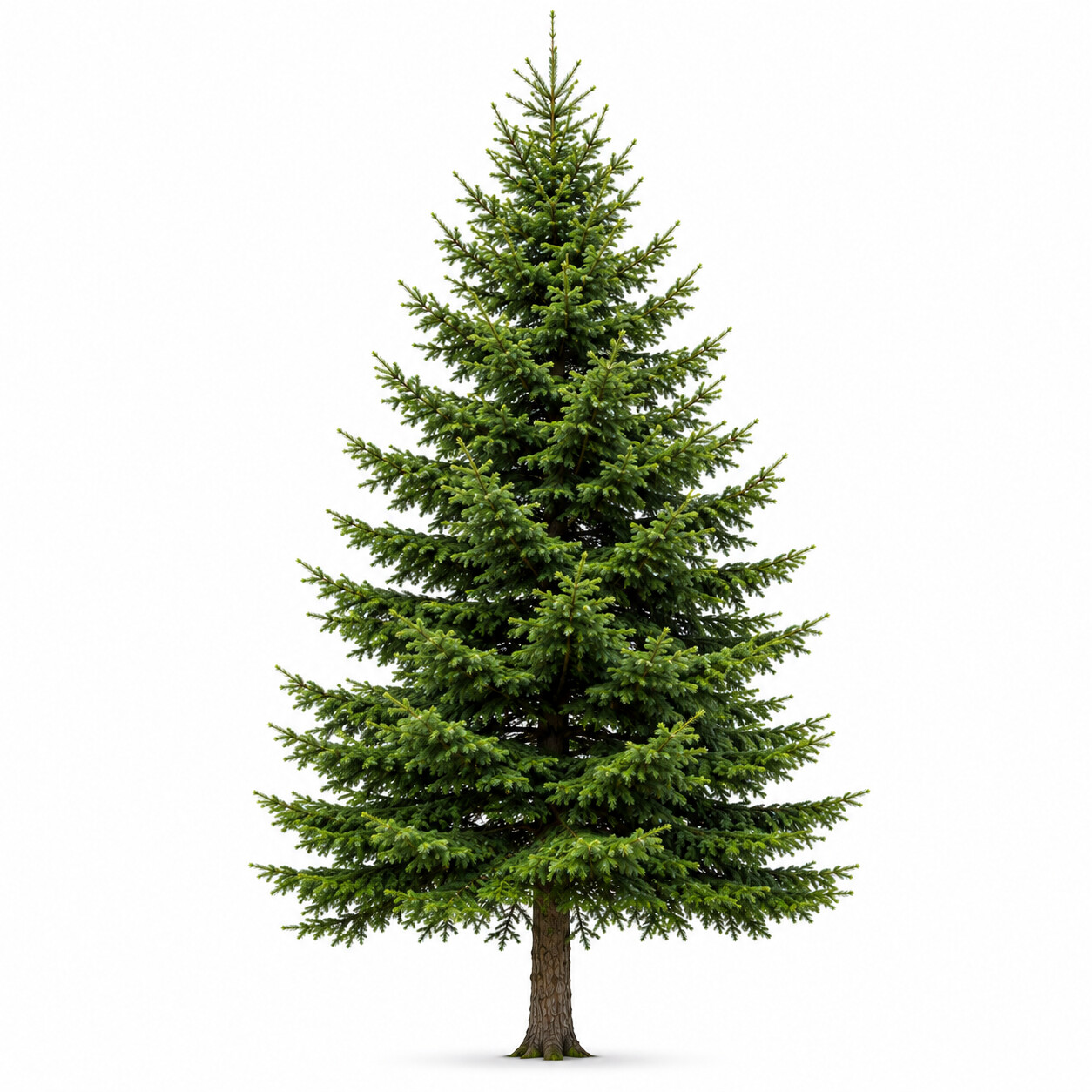 Picea - Ladin