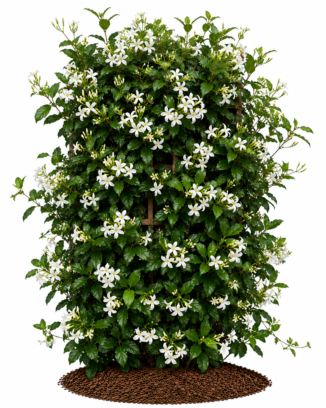 Rhyncospermum - Arap Yasemini